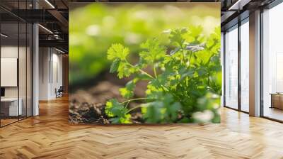 A sunny coriander plant thrives in a vibrant vegetable garden. Wall mural