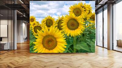 Sunflower field. Wall mural