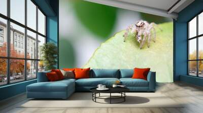 Spider 4 Wall mural