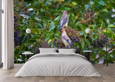 2 waxwings in a tree 3 Wall mural