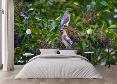 2 waxwings in a tree Wall mural