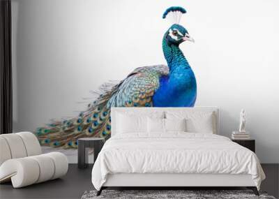 A beautiful peacock on a white background created with generative AI technology. Wall mural