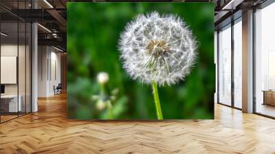 A blooming dandelion on a thin stem. Blurred green background Wall mural