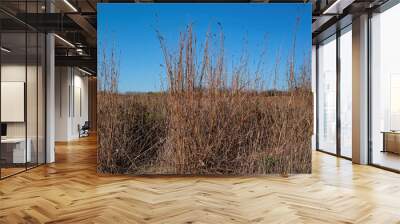 A stand of big bluestem in the autumn sun. It is a species of tall grass native to the Great Plains and grassland regions of central and eastern USA. It is also known as blue joint or turkey foot. Wall mural