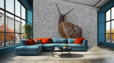 alert snail Wall mural