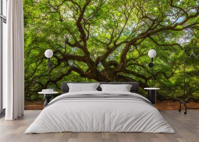 Angel Oak Tree in South Carolina  Wall mural