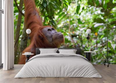 Female Orangutan in Gunung Leuser National Park (Sumatra, Indonesia) Wall mural