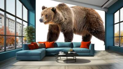 Bear grizzly on transparent background Wall mural