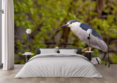 Black-crowned night heron on log Wall mural