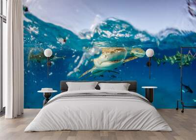 Lemon shark at the Bahamas Wall mural