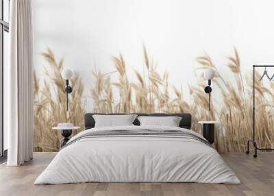 A close up of a field of wild grasses with its various shapes and textures, isolated on white background Wall mural