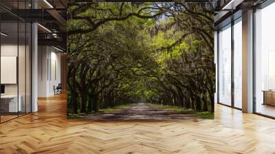 A gorgeous long tree tunnel road lined with ancient live oak trees draped in spanish moss. Seen at Wormsloe Historic Site known also as Wormsloe Plantation, near Savannah, Georgia Wall mural