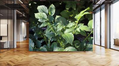 Close up of green leaves in nature on a sunny day Wall mural