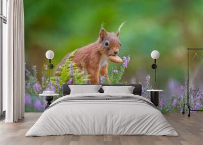 Red squirrel finds a nut, Northumberland, England Wall mural