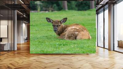 Elk IN Grass Wall mural