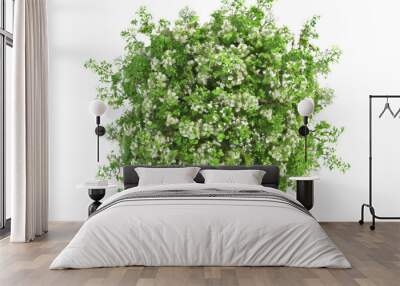 European Ash tree with flowers Top View on transparent background Wall mural