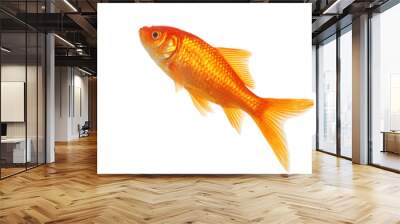 Isolated Gold Fish Wall mural