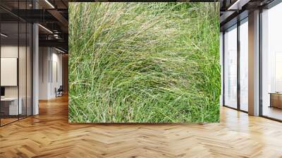 green grass background Wall mural