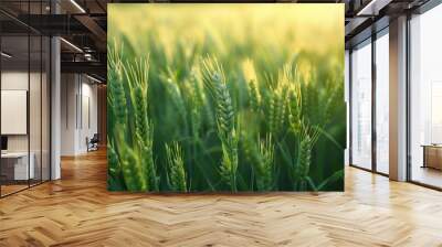 Green wheat growing in farm field on sunny day. Horizontal banner Wall mural