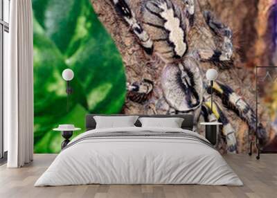 Indian Ornamental Tarantula Wall mural