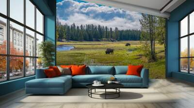 2021-05-10 BISON GRAZING IN A LUSH VALLEY IN YELLOWSTONE NATIONAL PARK Wall mural