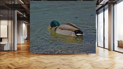 duck in water Wall mural