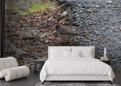 Bird On The Ground, Jasper National Park, Alberta Wall mural