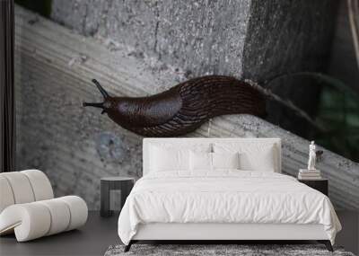 black slug (Arion ater), also known as black arion, European black slug, or large black slug, sitting on a fench in the garden Wall mural