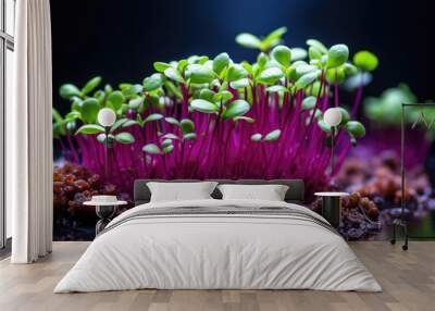 microgreens, microgreen sprouts closeup, healthy food concept, veganism Wall mural