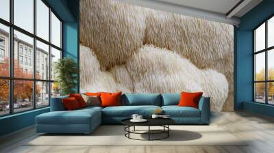 Closeup lion's mane mushroom Wall mural