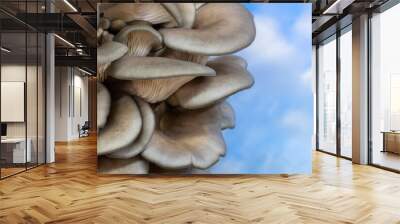 Cluster of gray oyster mushrooms found foraging Wall mural