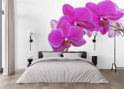 Isolated magenta orchid blooms Wall mural