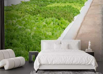 Looking down a row of lettuce plants in aquaponics tanks Wall mural