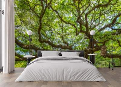 Panorama of branches from the Angel Oak Tree Wall mural