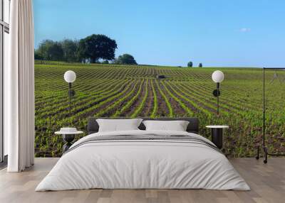 Panoramic view of young corn plants growing in rows on a farm Wall mural