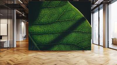 Plants and flowers - closeup of green leaf with backlight and texture Wall mural