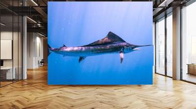 Sailfish Blue Water Wall mural