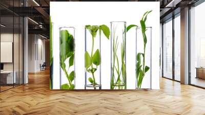 Green fresh plant in glass test tube in laboratory on white background. Close up macro. Wall mural