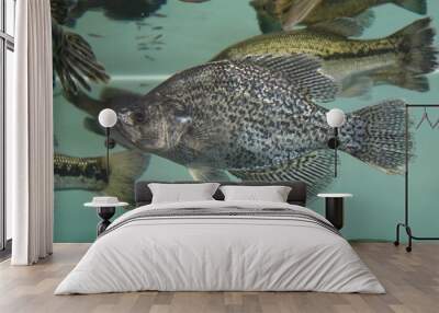 Beautiful shot of a crappie fish in the aquarium tank Wall mural