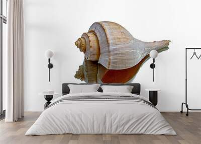 sea shell isolated on white Wall mural