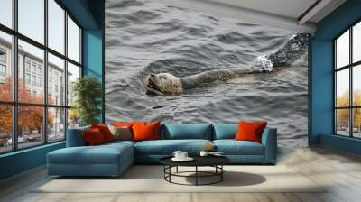 seal in water Wall mural