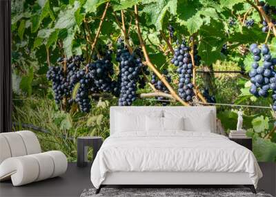 Several bunches of ripe black red Shavkapito grape illuminated by sunlight among the leaves and stems of the vine Wall mural