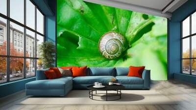 Snail on leaf Wall mural