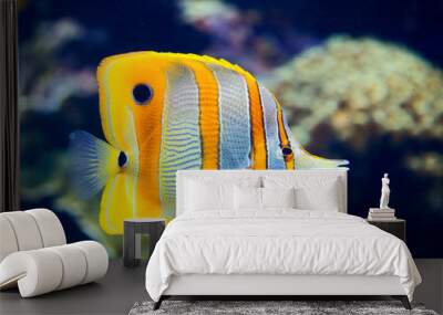 Copperbanded butterflyfish Wall mural