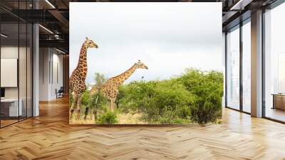 Couple of giraffes on safari in a South African game reserve Wall mural