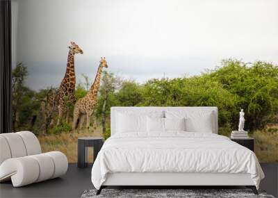 Giraffes in a meadow covered in trees and dried grass under a cloudy sky Wall mural