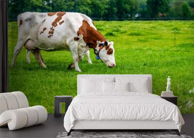 a brown white cow grazes in the meadow under the blue sky Wall mural