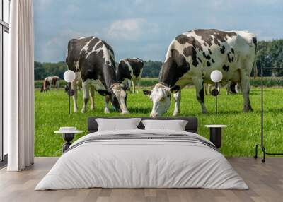 two black and white cow eats grass and stands in the field Wall mural