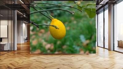 Yellow ripe lemon on a branch without leaves. Blurred grass in the background Wall mural