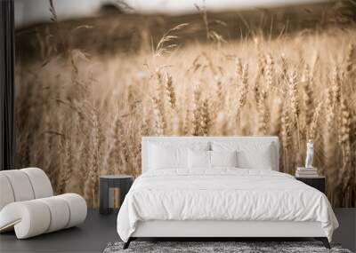 field of grain Wall mural